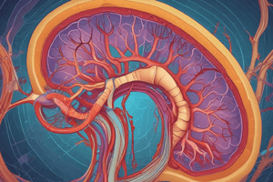 Renal Functions and Kidney Structure Quiz