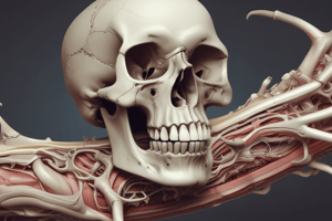 Alveolar Bone Anatomy