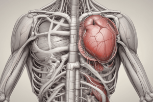 Cardiac Muscle Structure