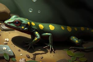 Salamander Species Quiz