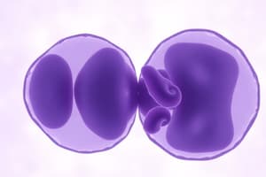 Mitosis Process and Phases