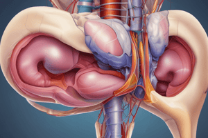 Patellar Reflex Quiz: Knee-Jerk Reflex