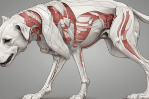 Anatomía Canina: Articulación Femorotibiopatelar