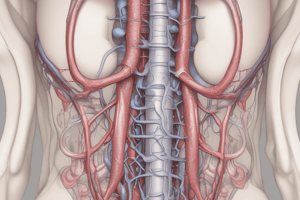 Anatomy of the Male Reproductive System: Seminal Vesicles