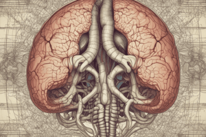 Sistema Motor y Cerebelo