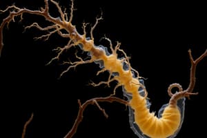 Neural Development Quiz