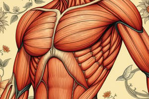 Sistema Muscular: Estructura y Tipos