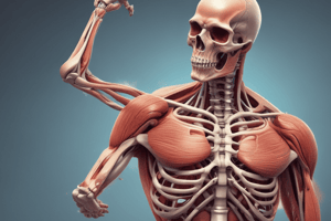 Skeletal Muscle Contraction - Biology II