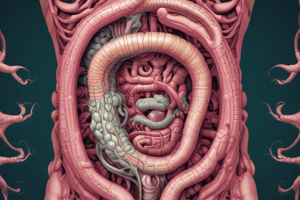 Functions of the Large Intestine