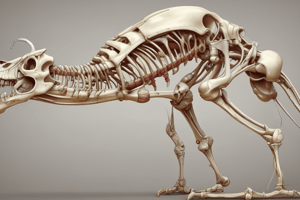 Vertebrate Anatomy: Skeletal System and Bone Formation