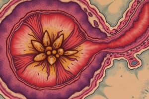Ghiandole Esocrine: Classificazione e Struttura