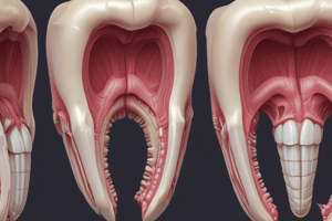 Tooth Development (Odontogenesis)