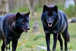 Black Wolf Characteristics and Behavior