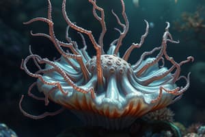 Phylum Cnidaria Flashcards