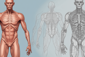 Anatomy : Abdomen Part 2