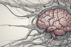 Frontal Lobe Networks and Brain Function