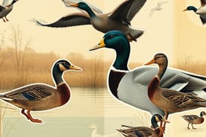 Waterfowl in Texas Overview