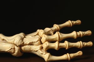 Tissues and Sesamoid Bones Quiz