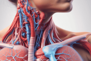 Respiratory System Anatomy Quiz