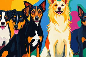 Hunde Ausstellung