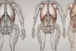 Pelvic Region Anatomy