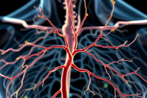 Nervous System & Autonomic Pharmacology Quiz