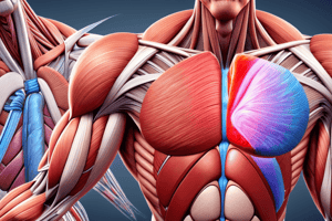 Types of Muscles in the Body Quiz