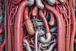 Digestive System Anatomy Overview