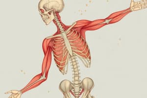 Muscle Interactions and Classification