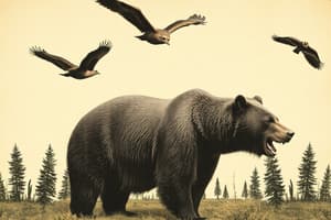 Grizzly Bear Encounter