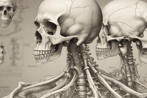 Anatomía del Hueso: Cubiertas del Hueso