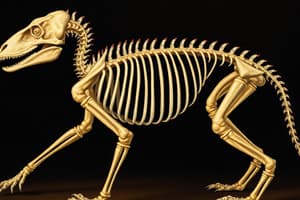 Animal Classification and Body Structures