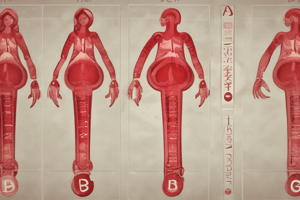 ABO Blood Types: Genotype, Phenotype, and Alleles