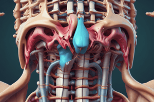 Vertebral Column Anatomy