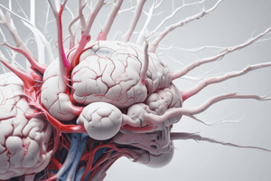 Central Nervous System Anatomy Quiz