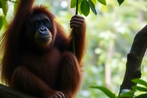 Rakus the Sumatran Orangutan Quiz