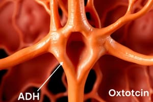 Endocrine System: Posterior Pituitary Gland