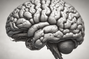 Anatomy of the Brain Stem