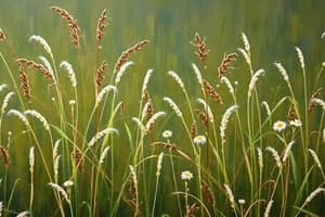 Common Annual Weeds Quiz