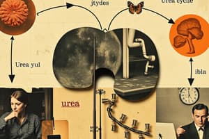 Biochemistry: Urea Cycle Overview