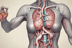 stomach & pancreas