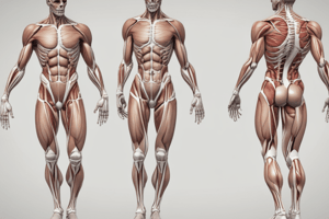 Biomechanics: Kinetics and Muscle Contraction