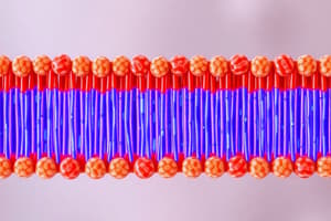 Cell Membrane Structure and Transport Quiz