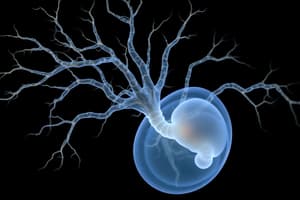 Embyology: Ectoderm and Neurulation