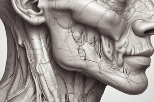 Anatomy of Parotid Gland