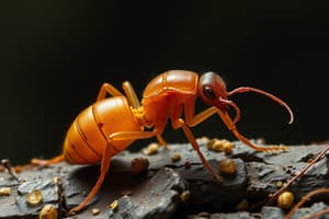 Microcosmos: The Termite Family