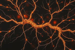 Synapses and Neuronal Integration