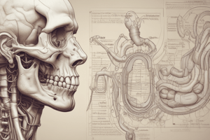 Liver and Gallbladder: Anatomy, Functions, and Cell Biology