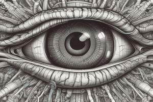 Anatomy of the Lacrimal Nerve