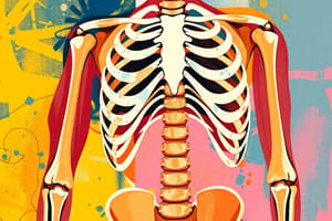 Musculoskeletal System Overview